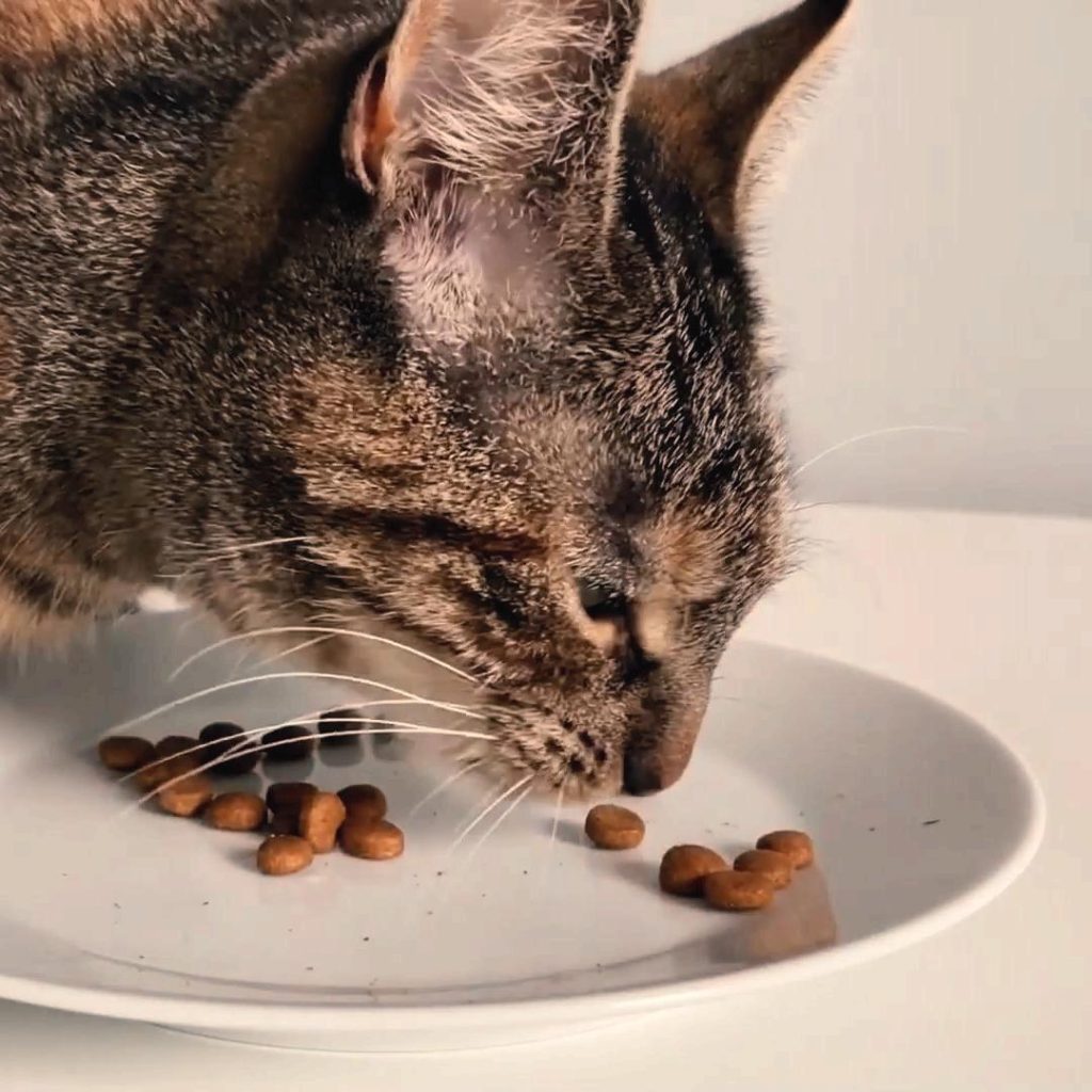 Choline Chloride in Cat Food