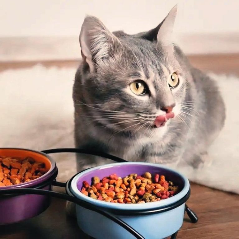 Cloruro de colina en la comida para gatos