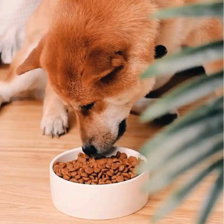 Cloruro de colina en la comida para perros