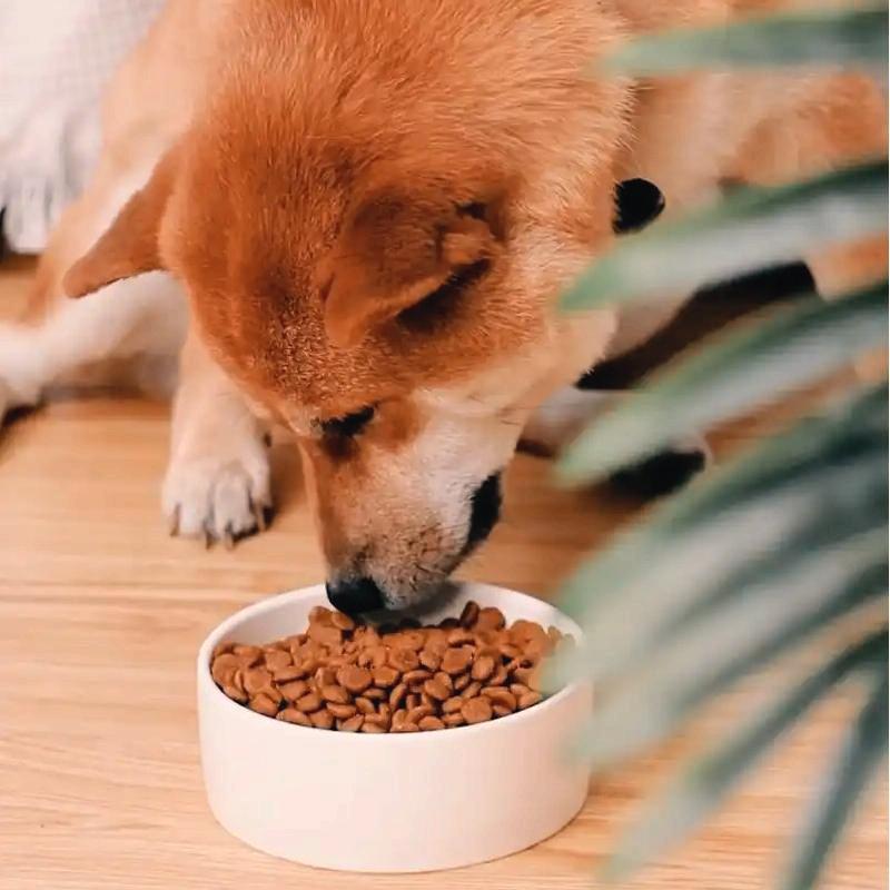 Choline Chloride in Dog Food