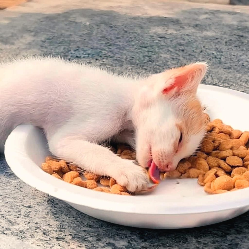 Choline Chloride in Cat Food