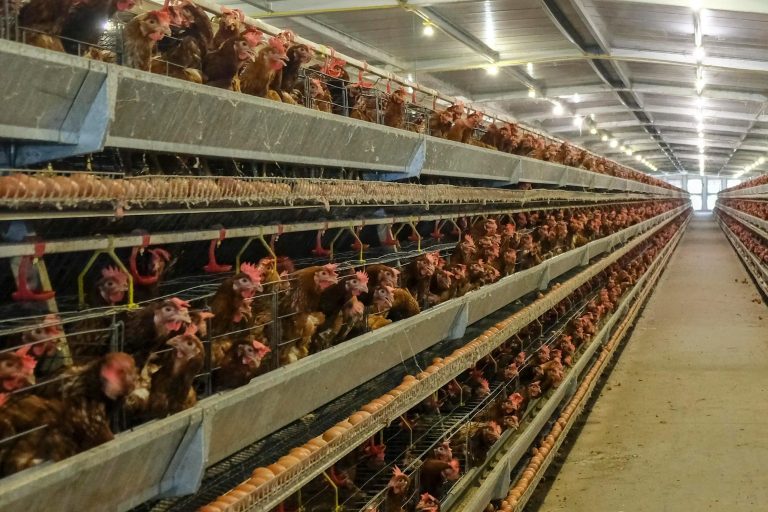 Poultry Feed Additives: 8 Types